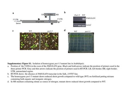 a b LB T-DNA RB Par WT PAR1/LAT4 Actin2 5’UTR 3’UTR At1g31830 Intron c