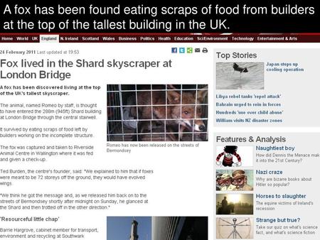 A fox has been found eating scraps of food from builders at the top of the tallest building in the UK.