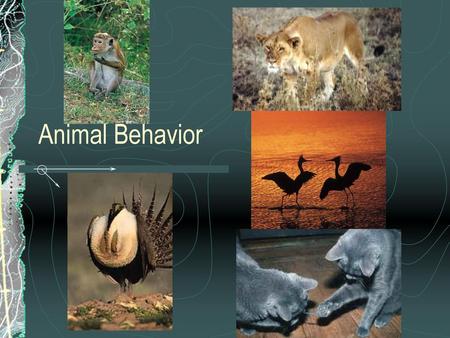 Animal Behavior.