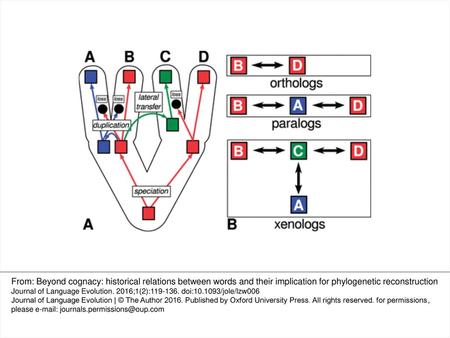 Figure 1. Subtypes of homology in molecular biology