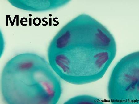 Meiosis.