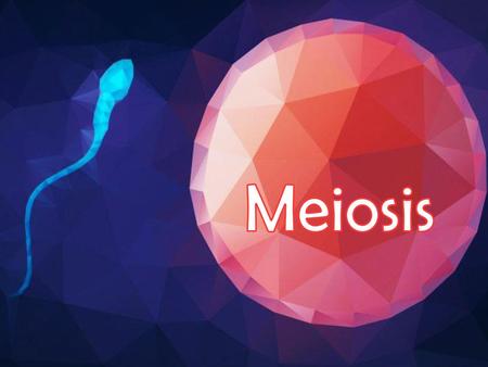 Meiosis.