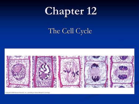 Chapter 12 The Cell Cycle.