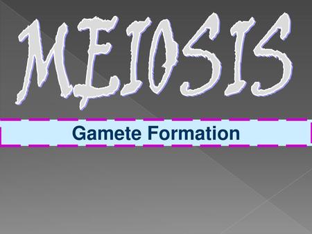 MEIOSIS Gamete Formation.