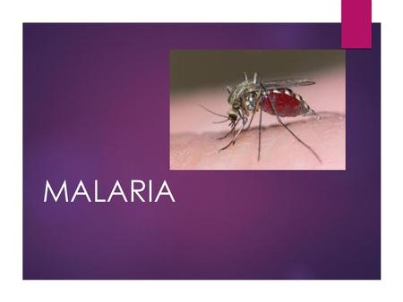 MALARIA.