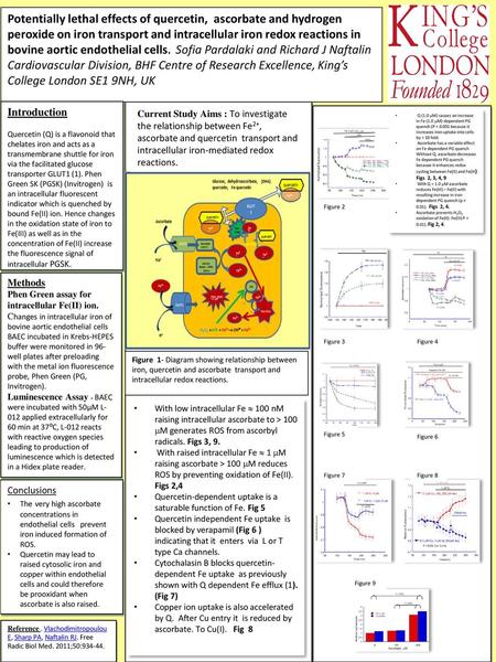 Potentially lethal effects of quercetin, ascorbate and hydrogen peroxide on iron transport and intracellular iron redox reactions in bovine aortic endothelial.