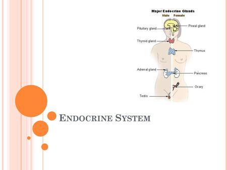 Endocrine System.