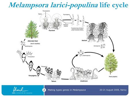 The mating type genes of Melampsora larici-populina