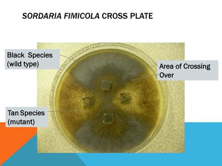 Sordaria fimicola Cross plate