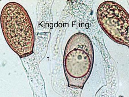 Kingdom Fungi 3.1 Image from: