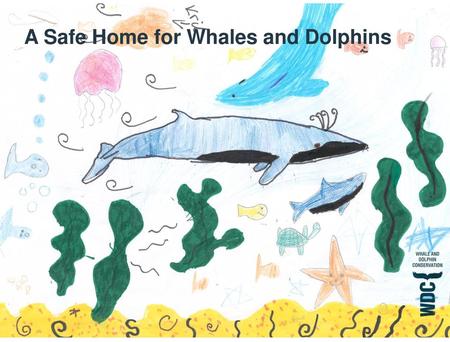 A Safe Home for Whales and Dolphins