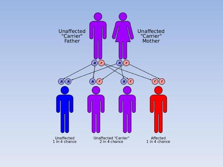 How is sickle cell anemia being passed from parents to offspring?