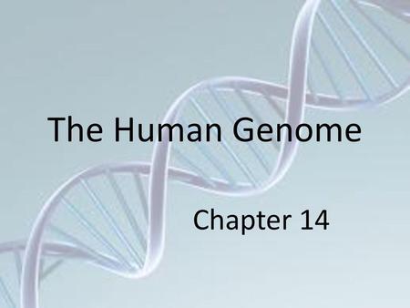 The Human Genome Chapter 14.