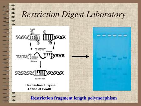 Restriction Digest Laboratory