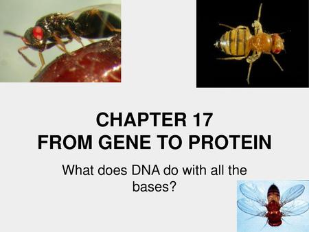 CHAPTER 17 FROM GENE TO PROTEIN