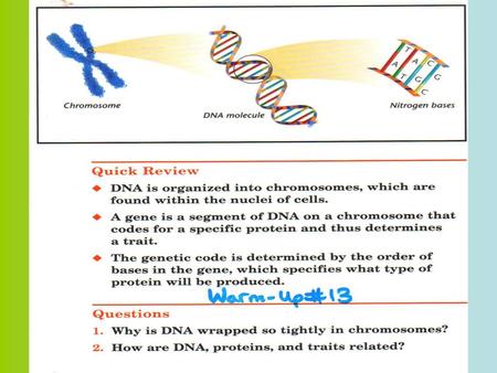 DNA (Deoxyribonucleic Acid)