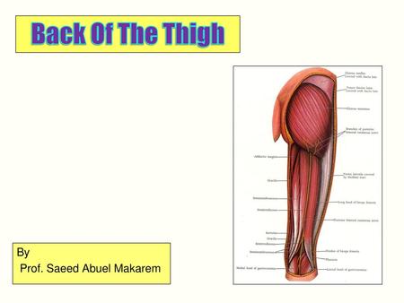 By Prof. Saeed Abuel Makarem