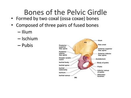 Bones of the Pelvic Girdle