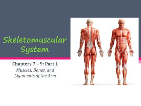 Skeletomuscular System