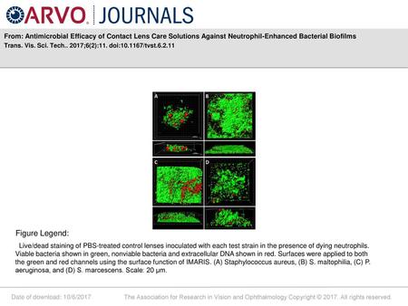 From: Antimicrobial Efficacy of Contact Lens Care Solutions Against Neutrophil-Enhanced Bacterial Biofilms Trans. Vis. Sci. Tech.. 2017;6(2):11. doi:10.1167/tvst.6.2.11.