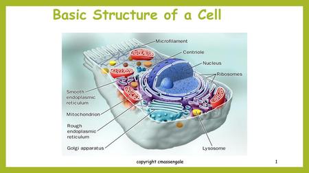 Basic Structure of a Cell