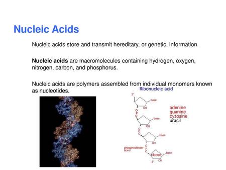 Nucleic Acids Nucleic acids store and transmit hereditary, or genetic, information. Nucleic acids are macromolecules containing hydrogen, oxygen, nitrogen,