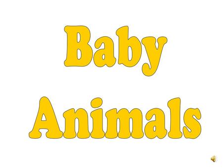 Baby Animals.