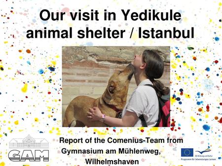 Our visit in Yedikule animal shelter / Istanbul