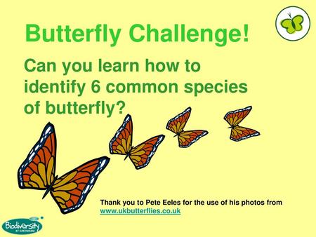 Can you learn how to identify 6 common species of butterfly?