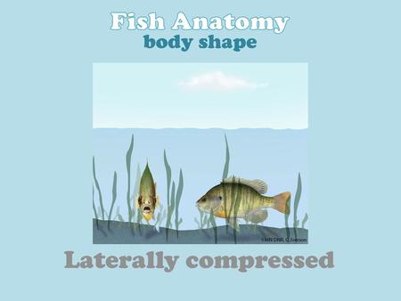 Fish Anatomy body shape Laterally compressed.