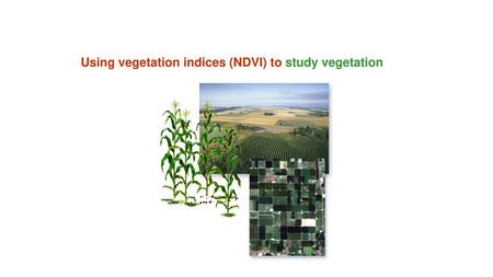 Using vegetation indices (NDVI) to study vegetation