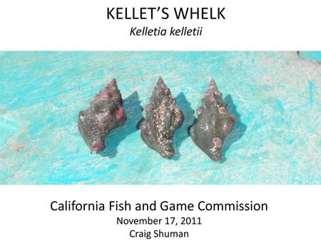 KELLET’S WHELK Kelletia kelletii