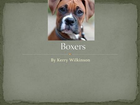 Boxers By Kerry Wilkinson.