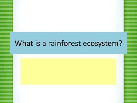 What is a rainforest ecosystem?