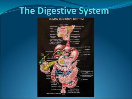 The Digestive System.