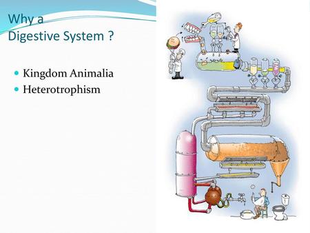 Why a Digestive System ? Kingdom Animalia Heterotrophism.