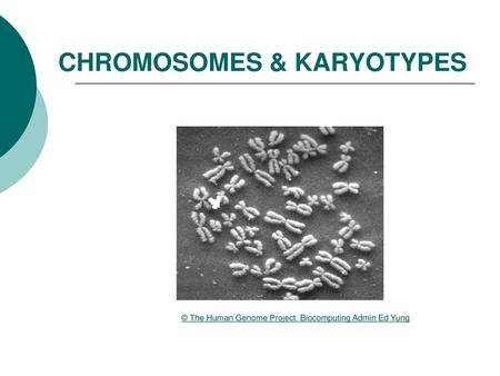 CHROMOSOMES & KARYOTYPES