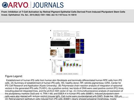 From: Inhibition of T-Cell Activation by Retinal Pigment Epithelial Cells Derived From Induced Pluripotent Stem Cells Invest. Ophthalmol. Vis. Sci.. 2015;56(2):1051-1062.