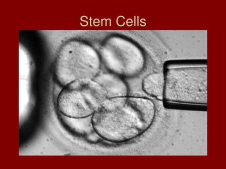 Stem Cells.