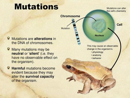 Mutations Mutations are alterations in the DNA of chromosomes.