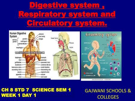 Digestive system , Respiratory system and Circulatory system.