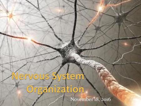 Nervous System Organization