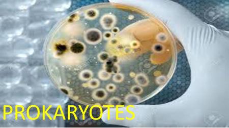 PROKARYOTES.