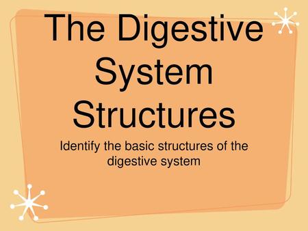 The Digestive System Structures