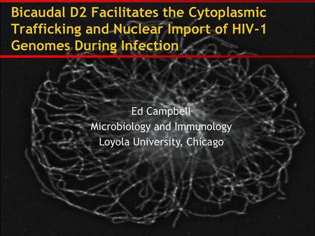 Bicaudal D2 Facilitates the Cytoplasmic Trafficking and Nuclear Import of HIV-1 Genomes During Infection Ed Campbell Microbiology and Immunology Loyola.