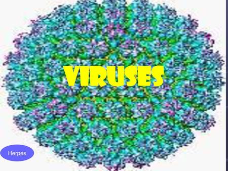 VIRUSES Herpes.