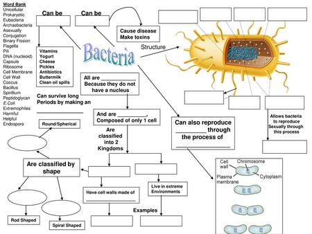 Bacteria ____________ Can be Can be Structure Can also reproduce