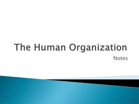 The Human Organization