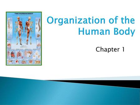 Organization of the Human Body