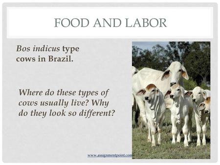 Food and Labor Bos indicus type cows in Brazil.